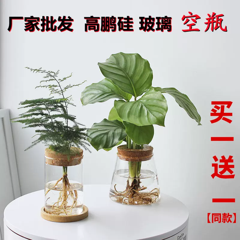 水培植物玻璃瓶透明花盆绿萝文竹客厅摆件简约家用现代