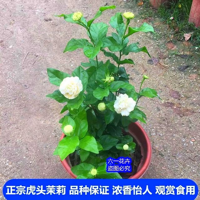 Tiger-headed jasmine flower, super heavy petals, evergreen and rich fragrance potted plant, big flower jasmine perennial plant continues to bloom