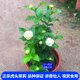 Tiger-headed jasmine flower, super heavy petals, evergreen and rich fragrance potted plant, big flower jasmine perennial plant continues to bloom