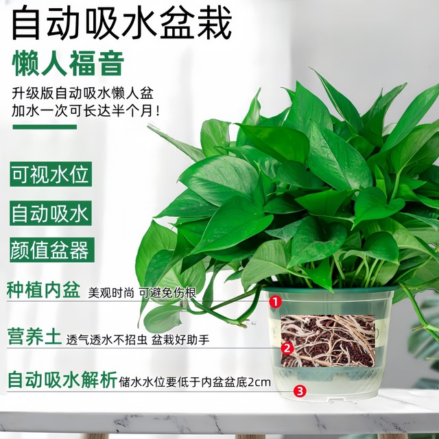 Green ivy potted house plants new house household purification air hydroponic green plants flowers long vines hanging large leaves green ivy
