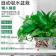 Green ivy potted house plants new house household purification air hydroponic green plants flowers long vines hanging large leaves green ivy