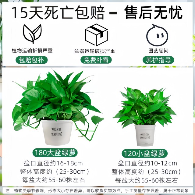 Green ivy potted house plants new house household purification air hydroponic green plants flowers long vines hanging large leaves green ivy