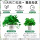 Green ivy potted house plants new house household purification air hydroponic green plants flowers long vines hanging large leaves green ivy