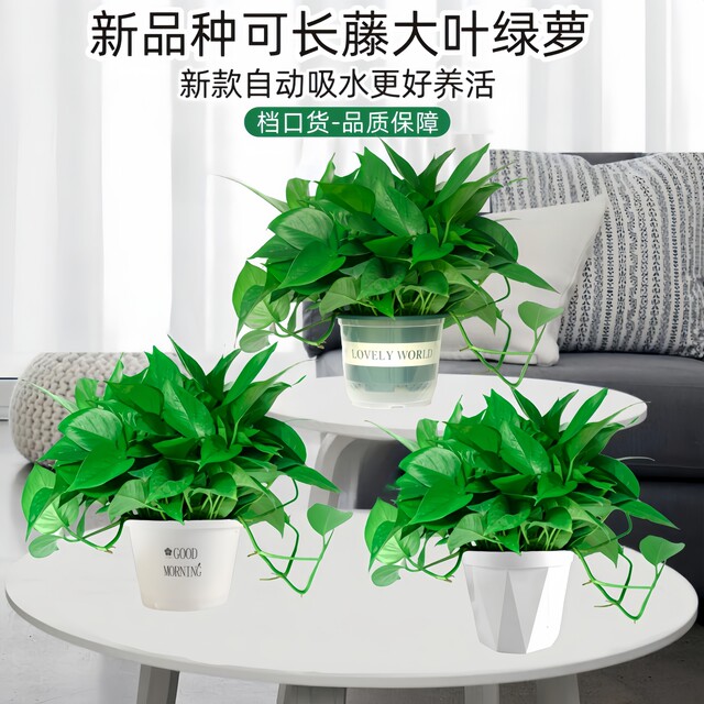 Green ivy potted house plants new house household purification air hydroponic green plants flowers long vines hanging large leaves green ivy