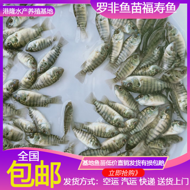 Cold -resistant Hainan No. 1 cold -resistant crispy meat freshwater Luo ...