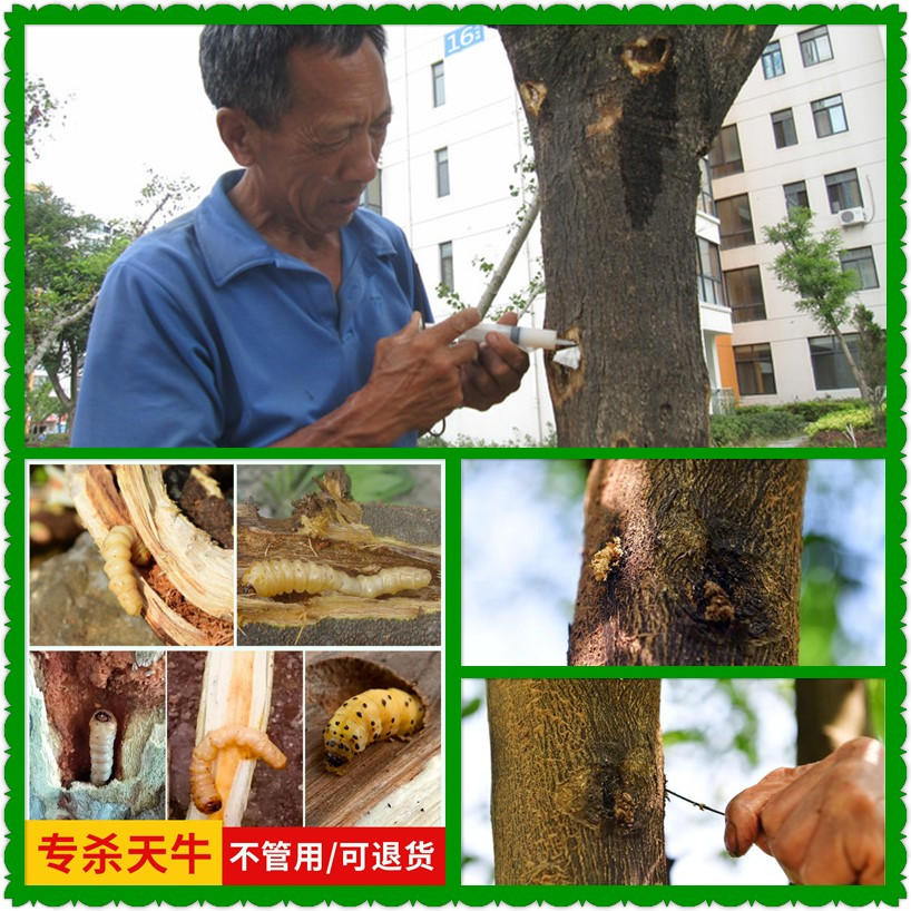 枇杷桂花无花果树天牛幼虫黑红松材线虫吉丁虫小蠹虫针管注射杀虫