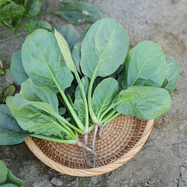Spinach seeds, autumn and winter cold-resistant seed vegetables, overwintering spinach seeds, rapeseed seeds, old varieties