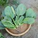 Spinach seeds, autumn and winter cold-resistant seed vegetables, overwintering spinach seeds, rapeseed seeds, old varieties
