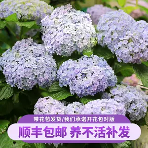 花手鞠 新人首單立減十元 22年10月 淘寶海外 花手鞠 新人首單立減十元 22年10月 淘寶海外