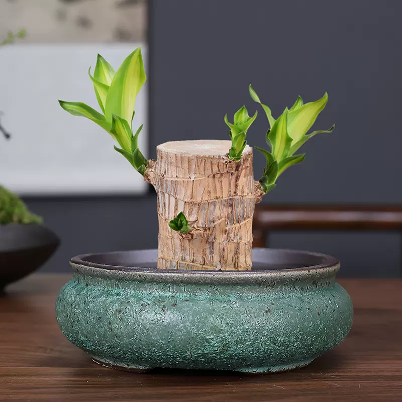 六月雪盆景绿植 新人首单立减十元 21年11月 淘宝海外