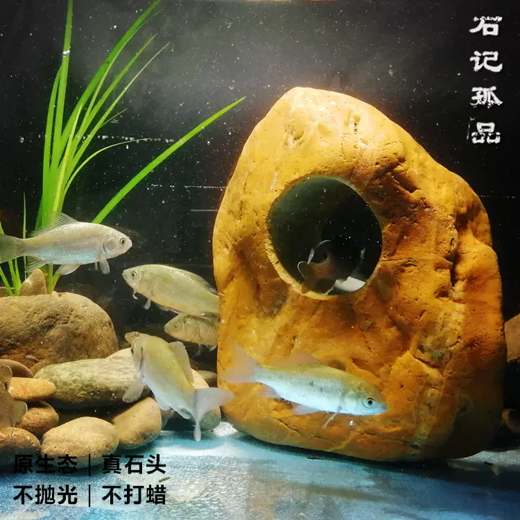 原生态慈鲷鱼躲避屋热带淡水小鱼产卵藏身洞天然
