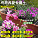 Nutritional soil, flower cultivation, general purpose flower cultivation, general purpose flower cultivation, household potted flower plant plant cultivation soil