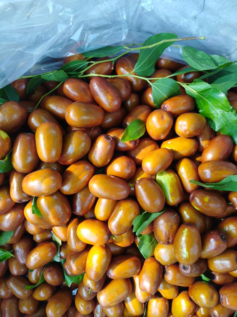 辽宁朝阳孙家湾大枣新鲜脆甜酸红枣山枣平顶枣特产水果五斤包邮