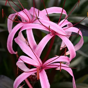 紫叶植物 新人首单立减十元 22年10月 淘宝海外