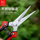Stainless steel saves branches and cuts rare fruit, cut grapes, picking pepper fire, dragon fruit vegetable multifunctional garden scissors