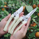 Stainless steel branch pruning shears for picking fruits, flowers and trees, garden fruit trees, flower branches, grafting, gardening scissors tools