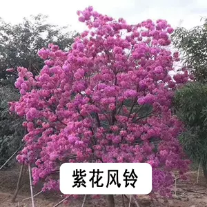 树苗风铃木 新人首单立减十元 22年7月 淘宝海外