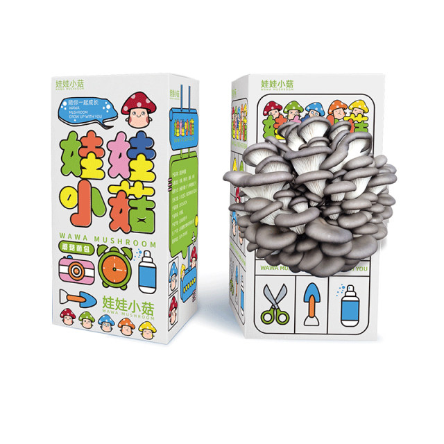 Oyster mushroom, pink mushroom bag, edible mushroom stick, simple boxed mushroom planting box, balcony gift box, mushroom planting bag