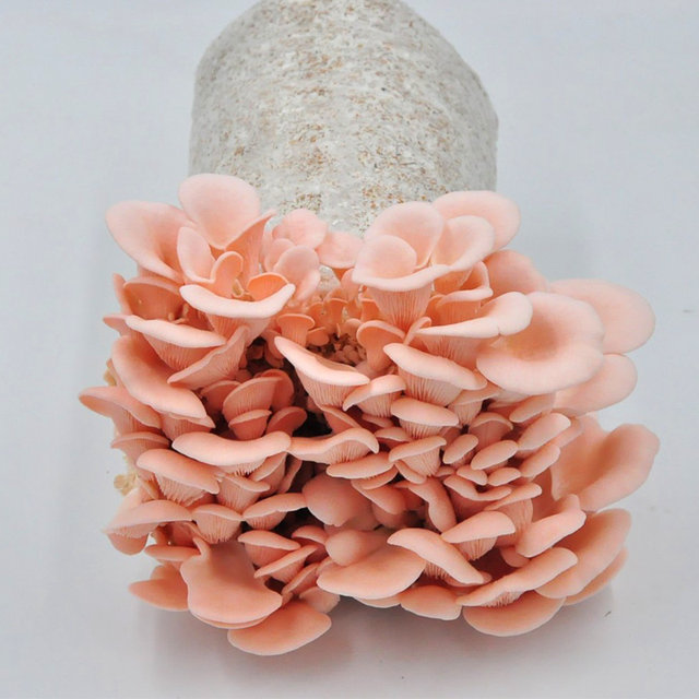 Mushroom planting buns Home-growing Mushroom Black Oxygen Bun Fresh Fungus Sticks Potted Edible Mushrooms Shiitake Fun Balcony