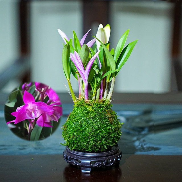 Colorful perfumed dendrobium orchid blooms well in all seasons to nourish green plants. Strong-scented dendrobium improves sleep and green plants purify the air.