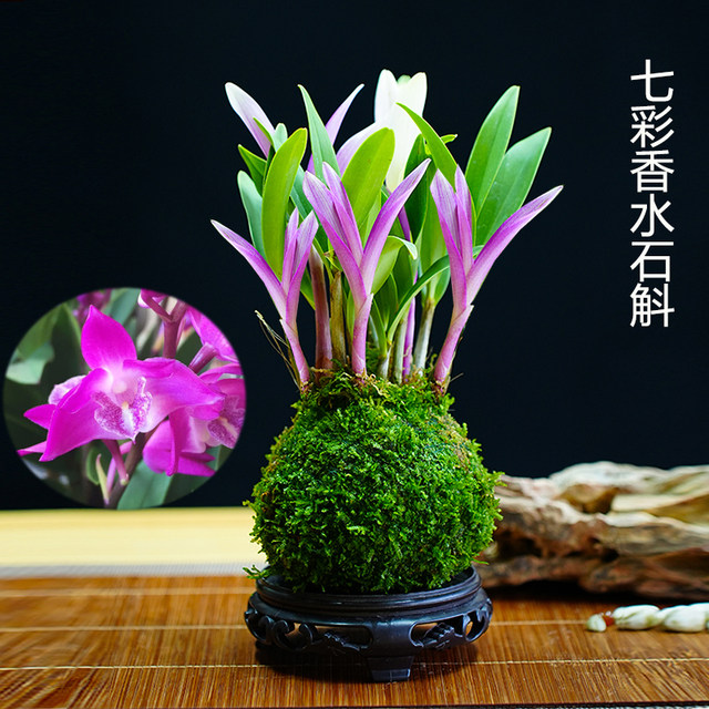 Colorful perfumed dendrobium orchid blooms well in all seasons to nourish green plants. Strong-scented dendrobium improves sleep and green plants purify the air.