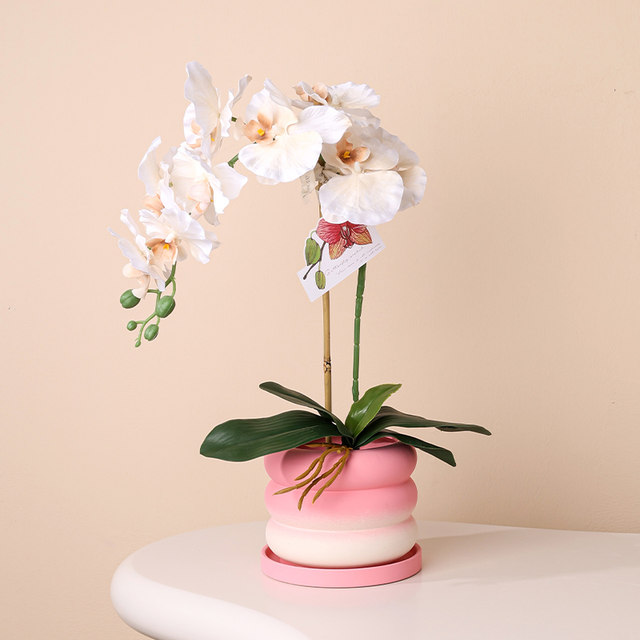 Peach pink gradient phalaenopsis orchid flower pot ceramic light luxury high-end sense home combination set pot orchid special flower pot
