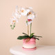 Peach pink gradient phalaenopsis orchid flower pot ceramic light luxury high-end sense home combination set pot orchid special flower pot
