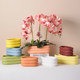 Nordic simple Phalaenopsis plain-fired flower pot ceramic with tray succulent pothos office hole large oblong