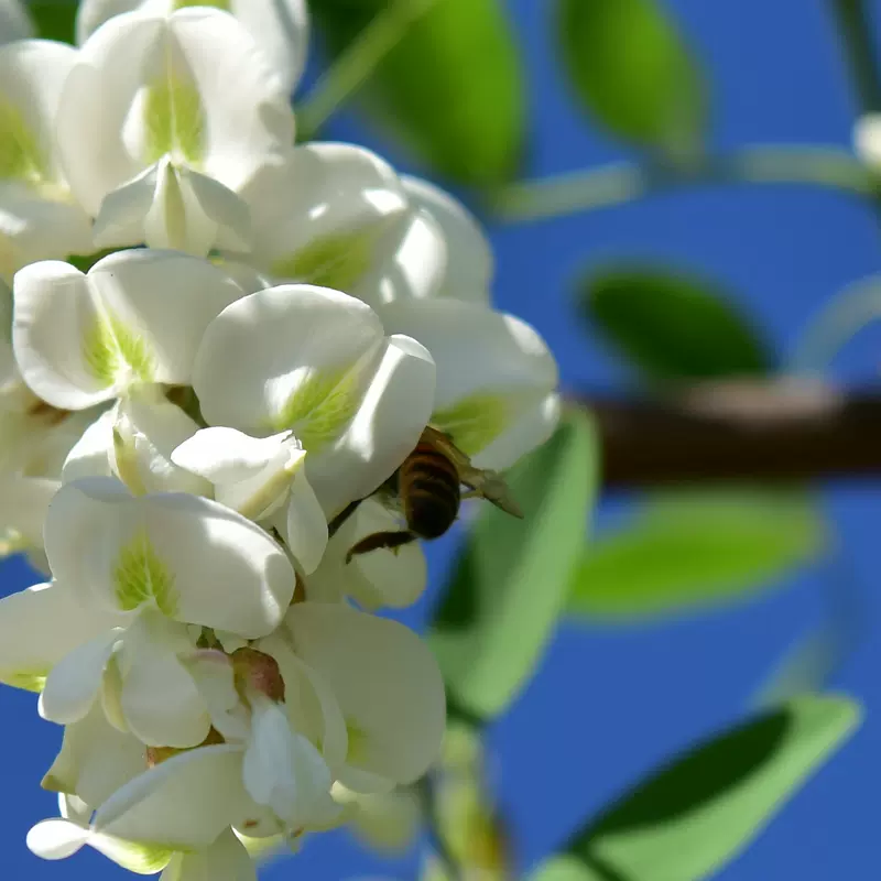 成熟荆条花蜂蜜 新人首单立减十元 21年11月 淘宝海外