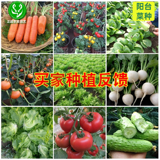 Four season rapeseed vegetable seed set meal lettuce coriander seeds large leaves seeds onion seeds high-quality seeds potted plants balcony