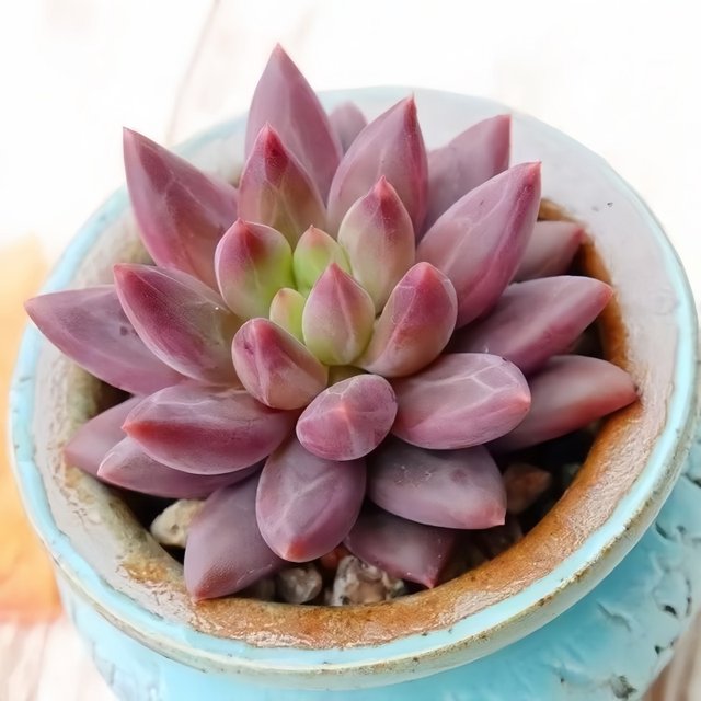 Succulent plant combination potted plants are good for novices to raise, high-quality succulent set, office flowers, small potted plants, lazy plants
