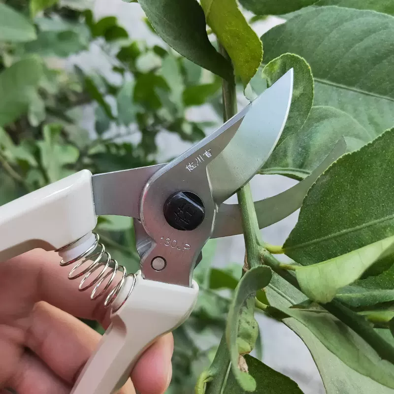 剪定铗日本 新人首单立减十元 21年11月 淘宝海外