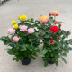 Rose seedlings with strong fragrance and extra large flowers with buds and flowers in indoor and outdoor courtyard balcony potted roses