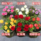 Rose seedlings with strong fragrance and extra large flowers with buds and flowers in indoor and outdoor courtyard balcony potted roses