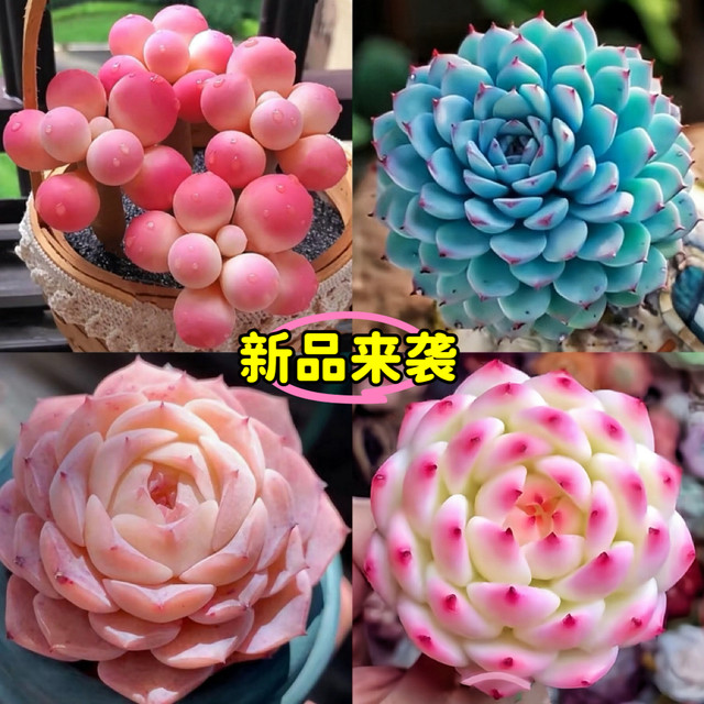 25 years of new hot Cupid succulent plant high-value succulent combination Red Dragonfly newbies are good for raising potted plants