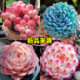 25 years of new hot Cupid succulent plant high-value succulent combination Red Dragonfly newbies are good for raising potted plants