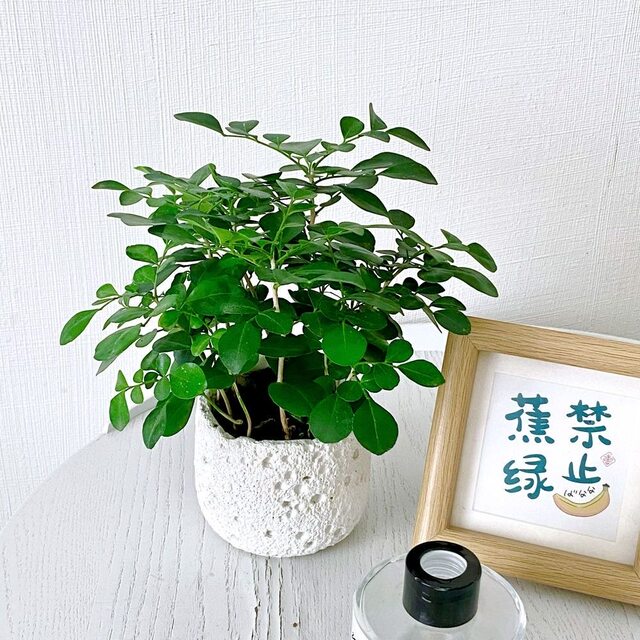 Jiulixiang potted flowers and green plants indoor mosquitoes repel green all year round, it is easy to raise hydroponics and seeds of leaves to purify the air