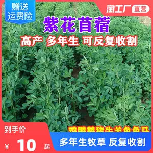 多年生紫花苜蓿草 新人首单立减十元 22年8月 淘宝海外