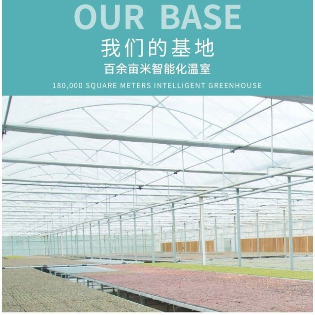 Succulents are small indoor potted plants that are large and good for growing green plants and flowers that are easy to survive indoors and outdoors.