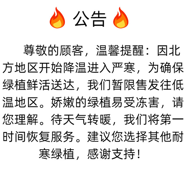 
Single pole wealth tree potted plant living room desk desktop indoor drought-resistant lazy people easy to raise office balcony plants