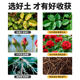 Nutritional soil, flower cultivation, general purpose flower cultivation, general purpose flower cultivation, household potted flower plant plant cultivation soil
