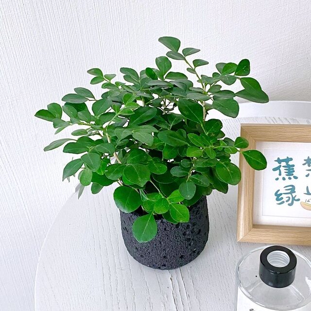 Jiulixiang potted flowers and green plants indoor mosquitoes repel green all year round, it is easy to raise hydroponics and seeds of leaves to purify the air