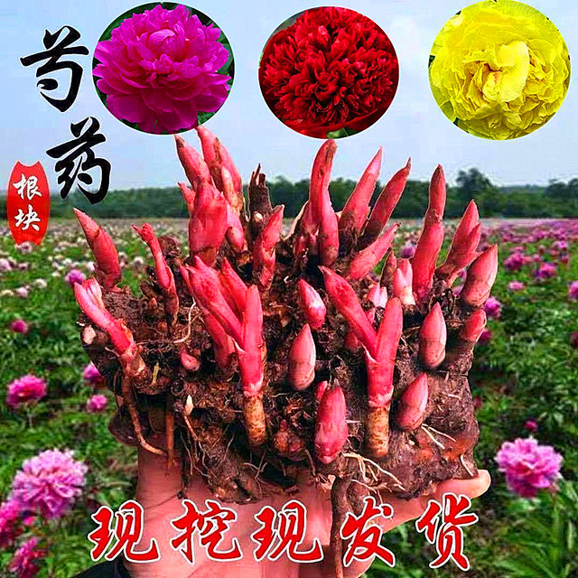 Double-flowered peony seedlings with buds and root blocks perennial balcony courtyard indoor and outdoor cold-resistant and heat-resistant potted plants