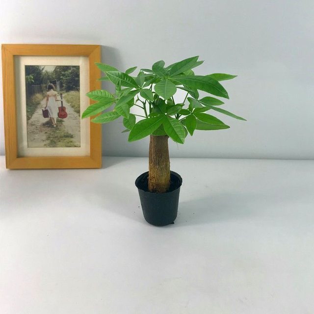 
Single pole wealth tree potted plant living room desk desktop indoor drought-resistant lazy people easy to raise office balcony plants