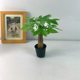 
Single pole wealth tree potted plant living room desk desktop indoor drought-resistant lazy people easy to raise office balcony plants