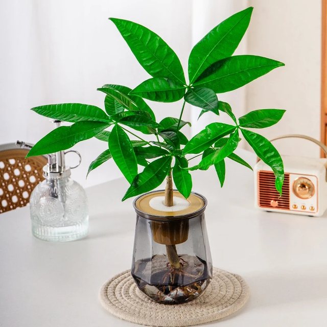 Money tree hydroponics is easy to grow for lazy people. It is suitable for placing hydroponic plants on office desks and living rooms.
