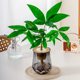 Money tree hydroponics is easy to grow for lazy people. It is suitable for placing hydroponic plants on office desks and living rooms.