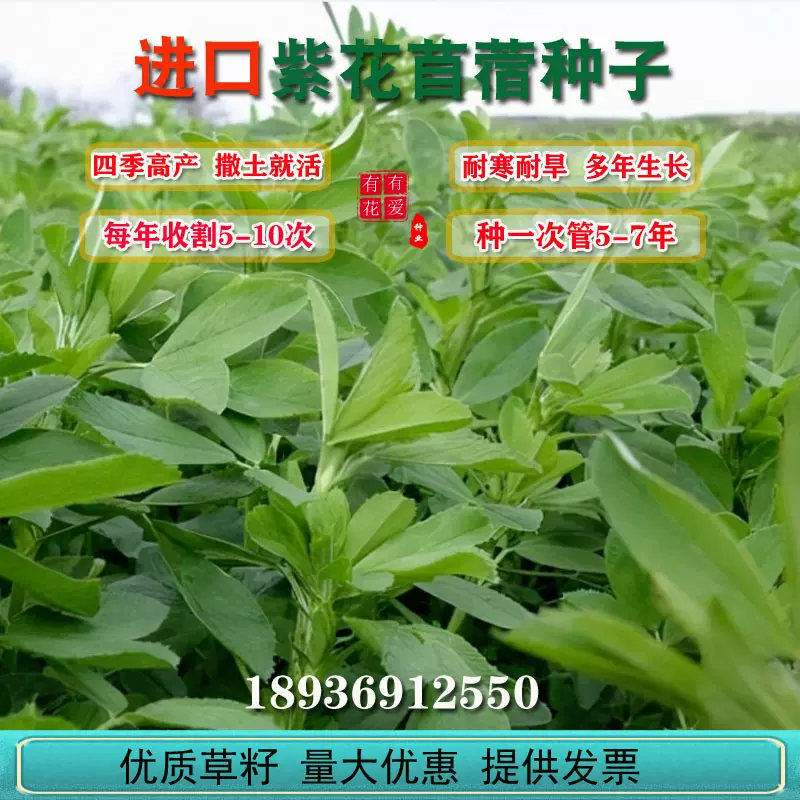 多年生紫花苜蓿草籽四季高產牧草種綠肥子護坡種籽雞鴨