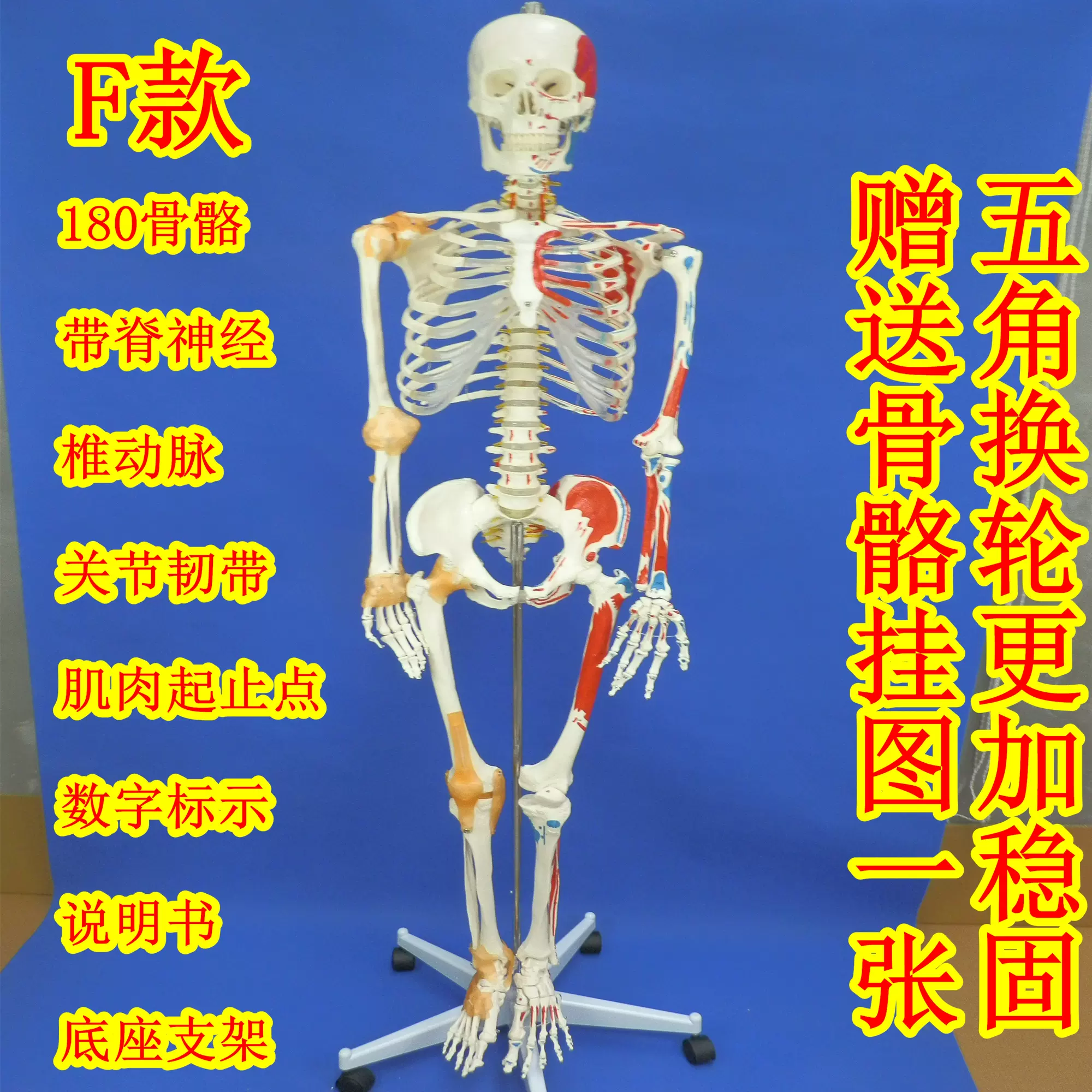 170cm全身人体大骨骼模型女性骨骼标本模型艺术用180公分骨骼模型