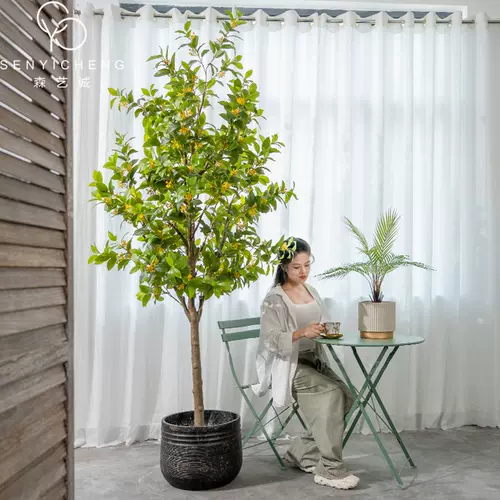 盆栽桂花树金桂 新人首单立减十元 22年2月 淘宝海外